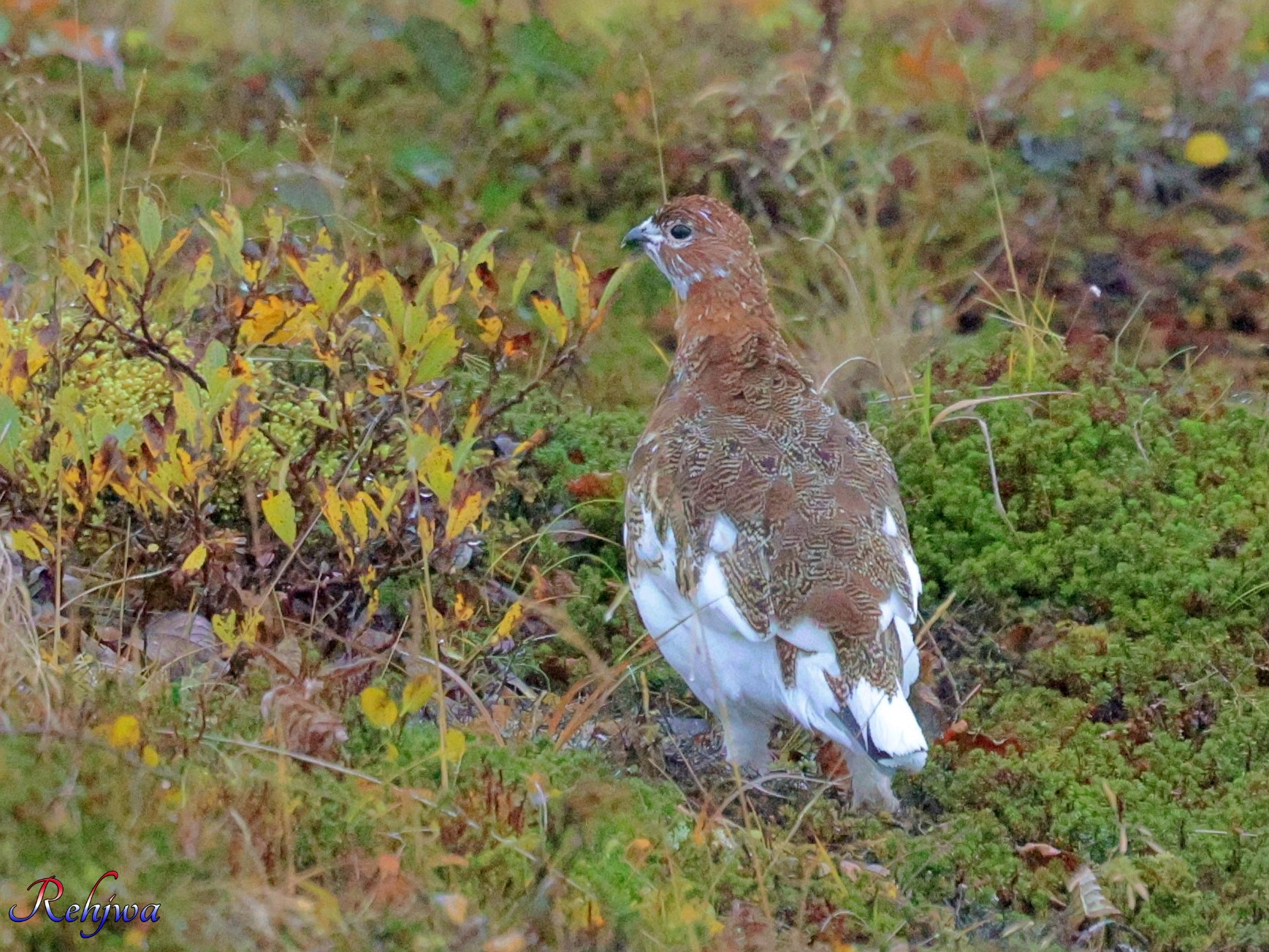 Harlequin & Ptarmigan