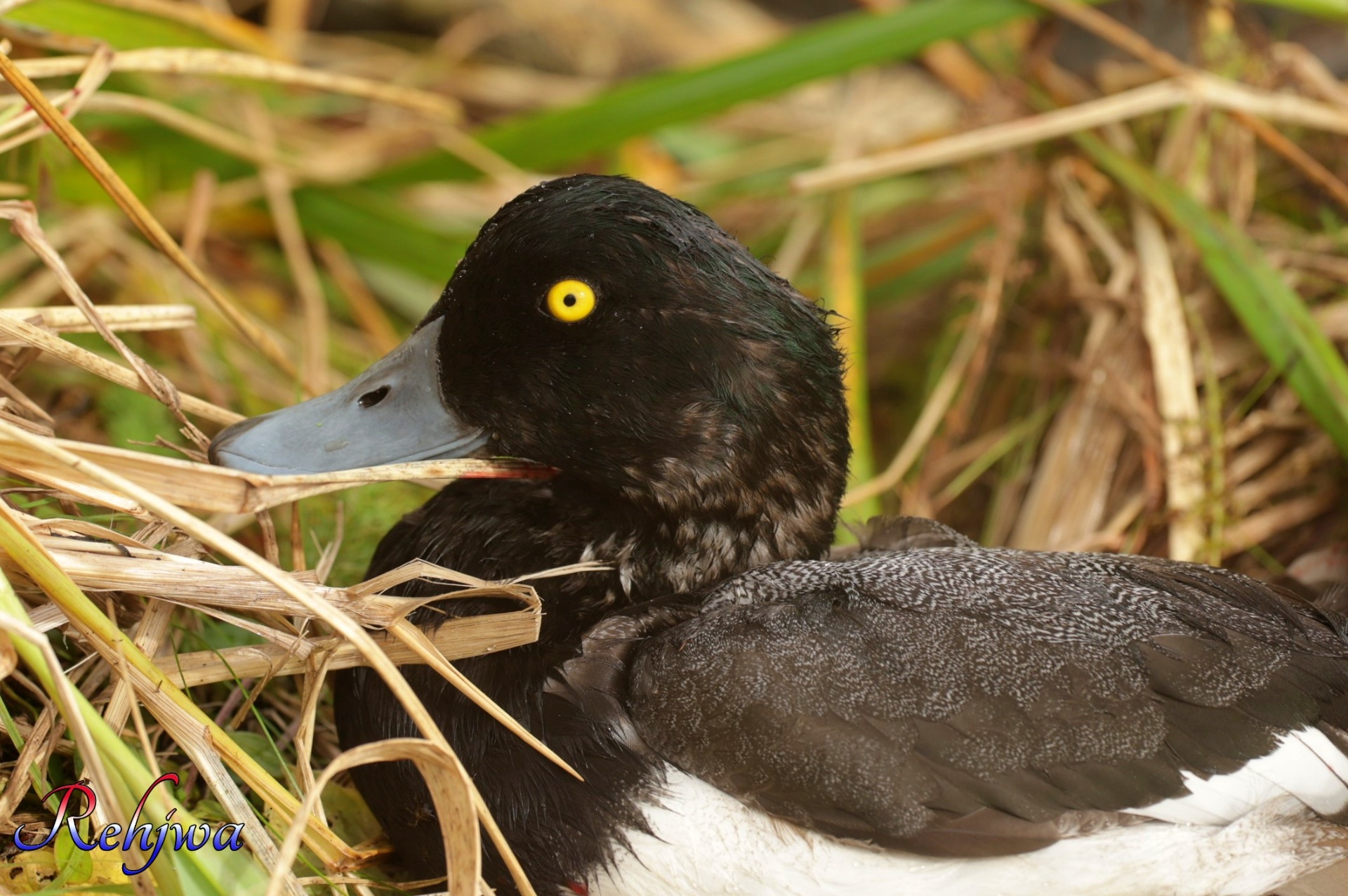 Sea Duck Hunting